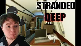 Stranded Penguin