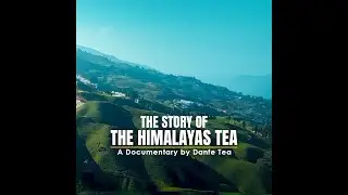 Loose-Leaf Teas from the Himalayas - Documentary by Danfe Tea