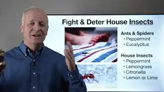 EO-41   Clean Surfaces and Fight Insects with Essential Oils