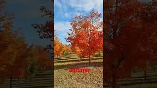Autumn in New Zealand