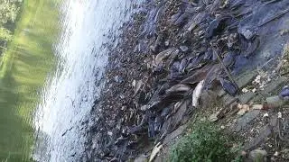 FISH PONDS @ JP PARK BANGALORE
