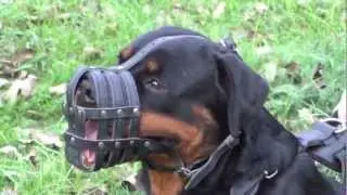 Wonderful dog muzzle for Rottweiler of outstanding quality and reliability