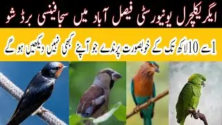 Fancy Birds show Agriculture University Faisalabad jashan bhara program# A2Z News Point velog