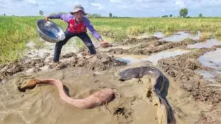 Giant Mud Catfish Attack! Man Tries to Catch Huge Fish Barehanded in Rice Field