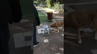 Dog Barks at 4-Legged Robot || ViralHog