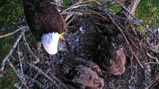 EP#427 #baldeagle Review birds in nest with nature #birdslovers #birdsounds #birdsnest #wildbirds