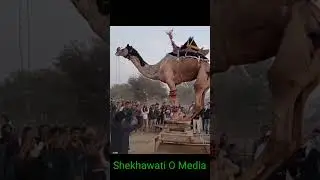 camel dance 2023