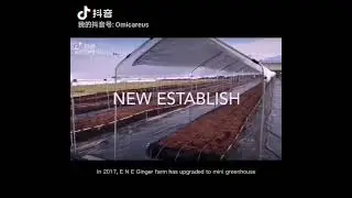 [Must Watch] Transformation of  Ginger Farm from 2015 - 2020