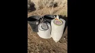 Collecting rabbitbrush seed