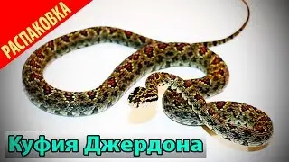 Распаковка куфии Джердона (Protobothrops jerdonii)