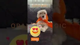 &ldquo;Orange Magic with Ruby & Lucy! 🐶✨ #CuteDuo #PuppyLove #BathBuddies &ndash; Subscribe for more!&rdquo;