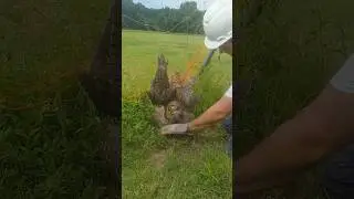 Kind Workers Save Owl Trapped In A Net