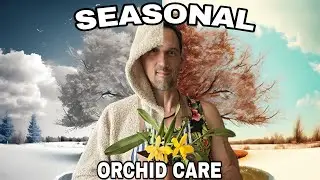 Зимний и летний уход за орхидеями