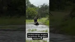 Elephants Playing in Water in Sabi Sands | #elephant #shorts #wildlife