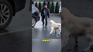 Dog Desperately Blocks Man&rsquo;s Car&mdash;The Reason Will Melt Your Heart! #kindness