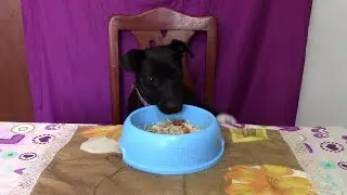My dogs eating chicken soup