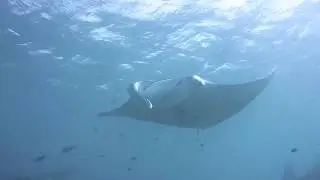 Sealife Micro HD 2.0 Maldives Diving Footage