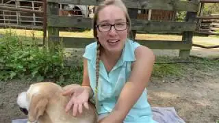 Yin Tang Acupressure Point | Natural Calming for Pets