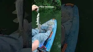 Pike-minnow. #pikeminnow #creek #fishing #kayak #catch #whopperplopper #hook #lure #topwater