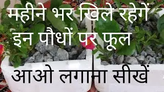 Use of Thermocol boxes / waste management / winter Garden preparation / succulents growing method