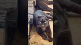 ON&Ccedil;A PRETA PERSEGUE DUAS GR&Aacute;VIDAS. VIDEO NOVO NO CANAL LIDANDO COM A PECU&Aacute;RIA. #contoselendasrurais