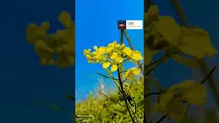 Yellow 🟡 Mustard flowers have four petals and six stamens,