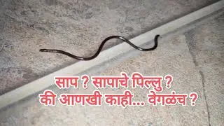 साप ? सापाचे पिल्लु?की आणखी काही... वेगळंच?🐍⚕️🐍🐍🐍🐍🐍@amolbabhulkar6666 #snake #साप