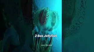 Deadliest Animals Around The World *Top 5* #shorts2023 #animals #viral #trending #popular
