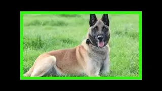 Special forces dog wins 'animal victoria cross' for taliban raid heroics
