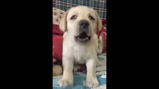 Junior Learning to Bark