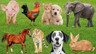 Сельскохозяйственные животные: коровы, лошади, куры, кролики, панды, кошки, собаки, обезьяны, свиньи
