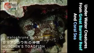 HUTCHIN'S TOADFISH トードフィッシュ ガマアンコウ科