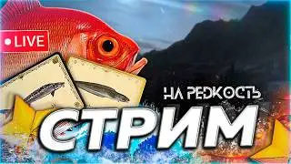 ❄️ ОНО ЖИВОЕ ☃️ НЕ ПРОШЛО И НЕДЕЛИ ВЕЧЕРНИЙ ЛАЙТ 🎁 Рулетка & Розыгрыши🎄 СТРИМ Русская Рыбалка 4