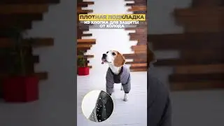 Попона для собак с мембраной: ветрозащита и комфорт для широкогрудых и стройных собак
