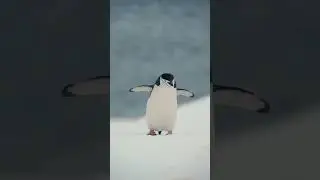 Penguin Walk | Antarctica | Lindblad Expeditions