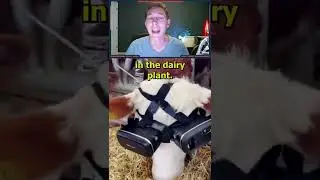 Virtual Reality For Cows! #shorts