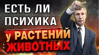 Всё вокруг одушевлено? Зачем нужна психика?