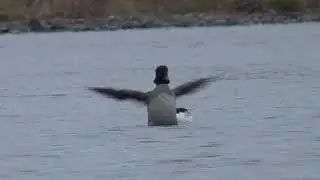 X0209　Oita River　Common Goldeneye Couple