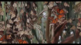 Butterfly Pavilion: The Ancient Travelers
