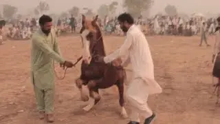 Horse Dance || Vip Ghora Dance New Video 2026 