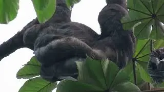 the good vibes of this big three-toed sloth