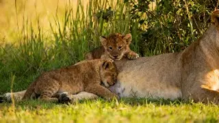1 Hour Relaxing African Nature Lionesses and cubs & Peaceful sounds