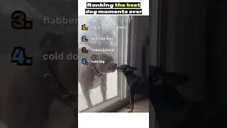 ranking best dog videos ever