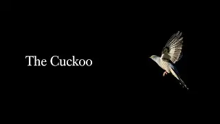The Cuckoo &ndash; Hip Hop Folk Arrangement / Traditional Appalachian Song