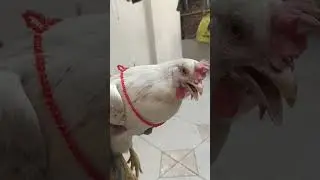 #eidmubarak #petsshorts #petslover #cutepie