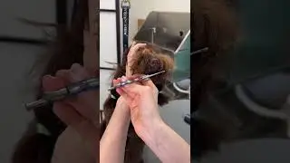 Come see the Grandmaster Pro 1 in action 🐶