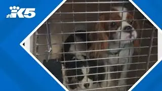 Nearly 70 dogs seized from 'alleged breeder' after Pierce County search warrant