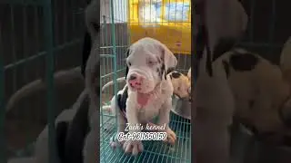 Top quality Dane puppies available ❤️&zwj;🔥 cnt-9611650159 #puppy #greatdane #cute #puppies ies