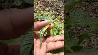 How to get full growth of you Callaloo.