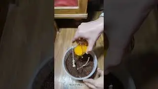 How to grow pinwheel flower plant from cutting #pinwheel #flowers #gardening #nature #shortvideo